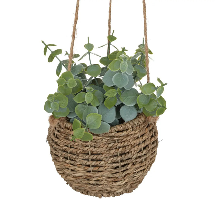 Plante Zoe à suspendre H17cm