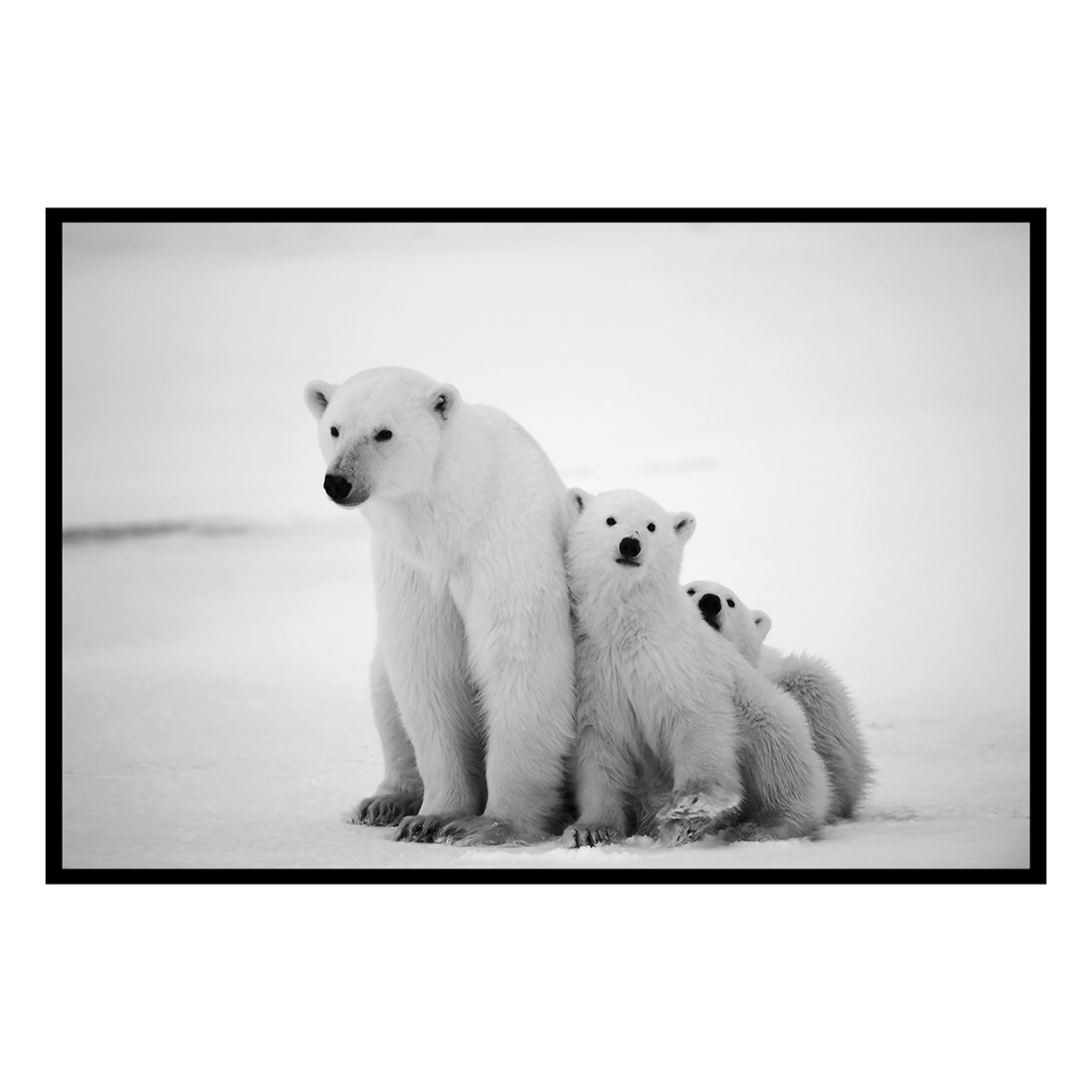 Affiche encadrée ours polaires en noir et blanc Affiche + cadre en métal - Noir