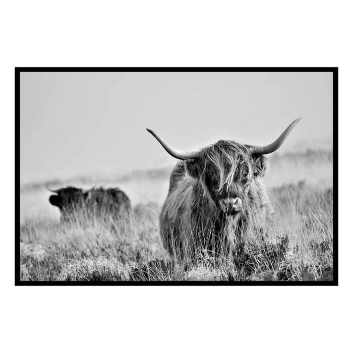 Affiche encadrée Highland écossais en noir et blanc Affiche + cadre en métal - Noir