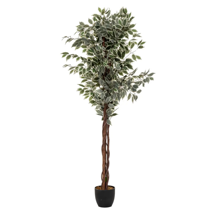 Ficus artificiel "Benjamina" vert foncé H180cm