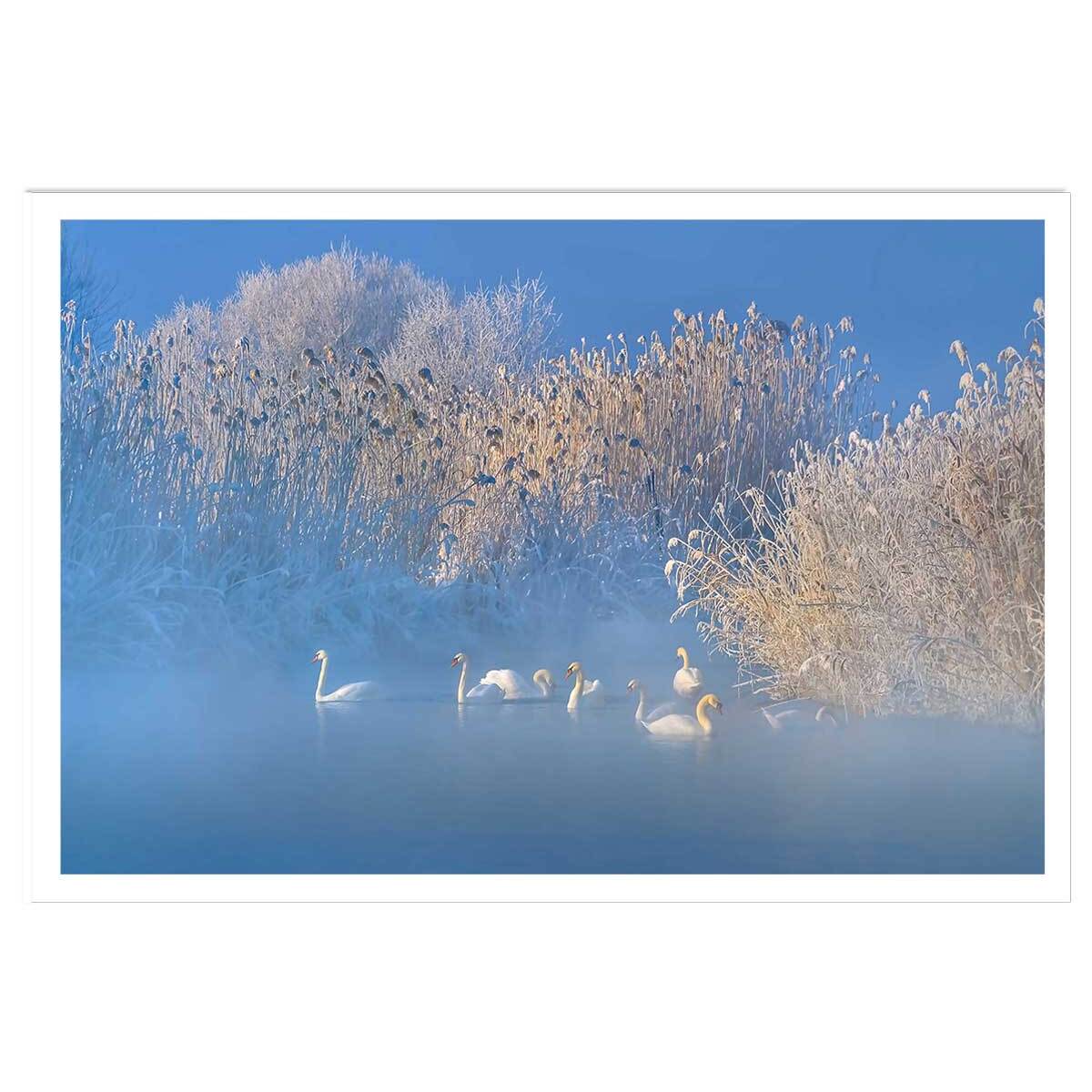 Affiche cygnes dans le givre matinal Affiche seule