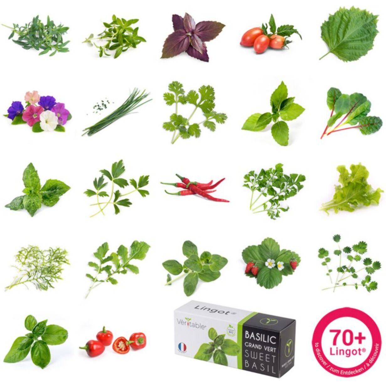 Recharge jardin d'intérieur VERITABLE Basilic Pourpre BIO