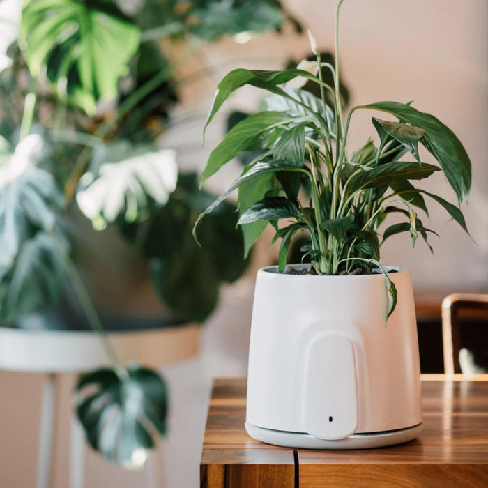 Natede Smart, purificatore d'aria naturale con sistema di monitoraggio