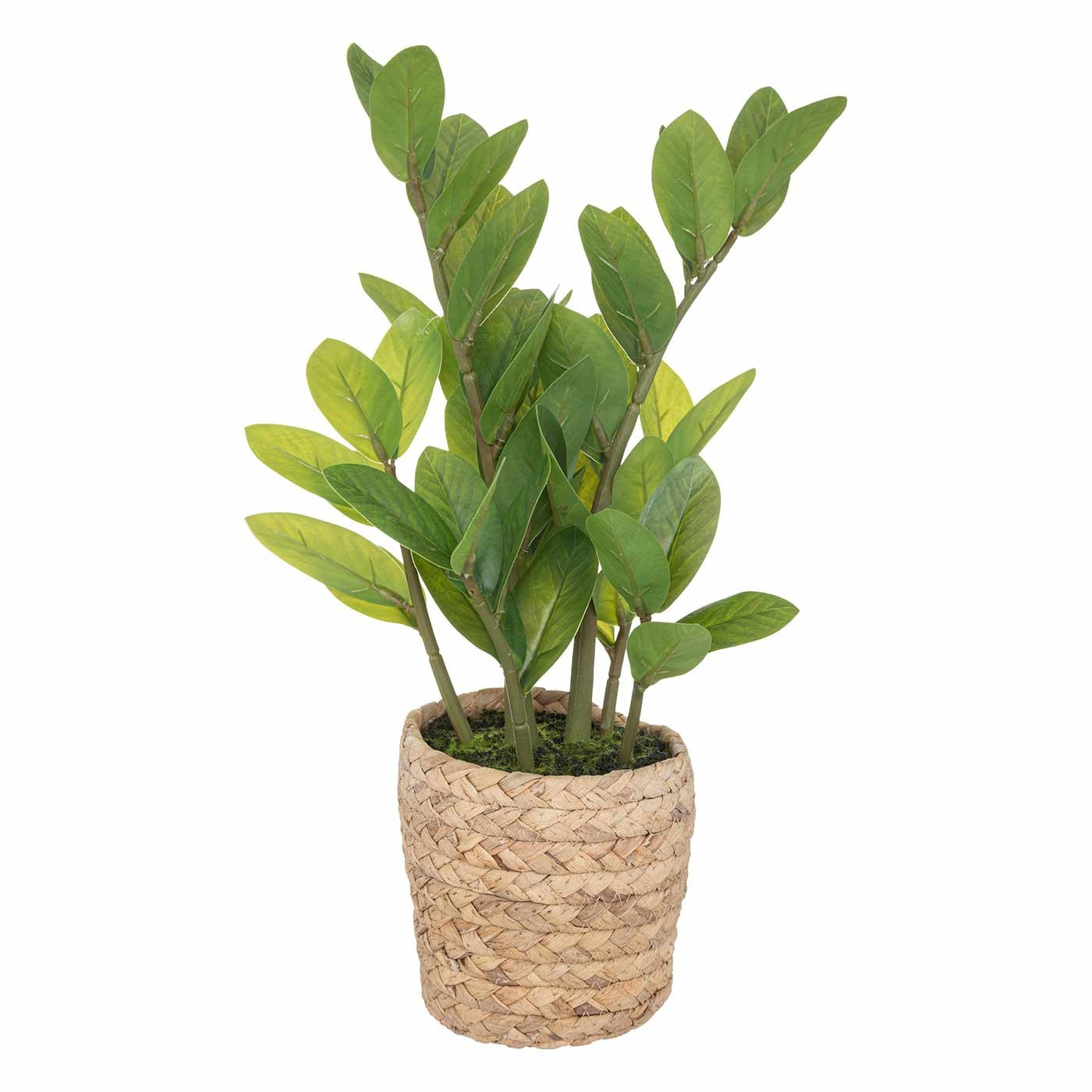 Planta pavel 41cm