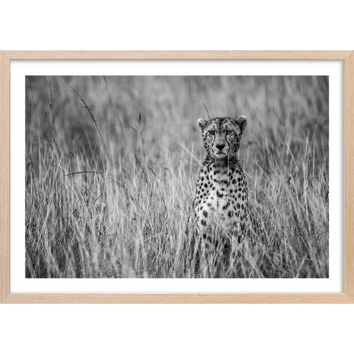 Affiche animaux Cheetah Affiche + cadre en bois - Chêne