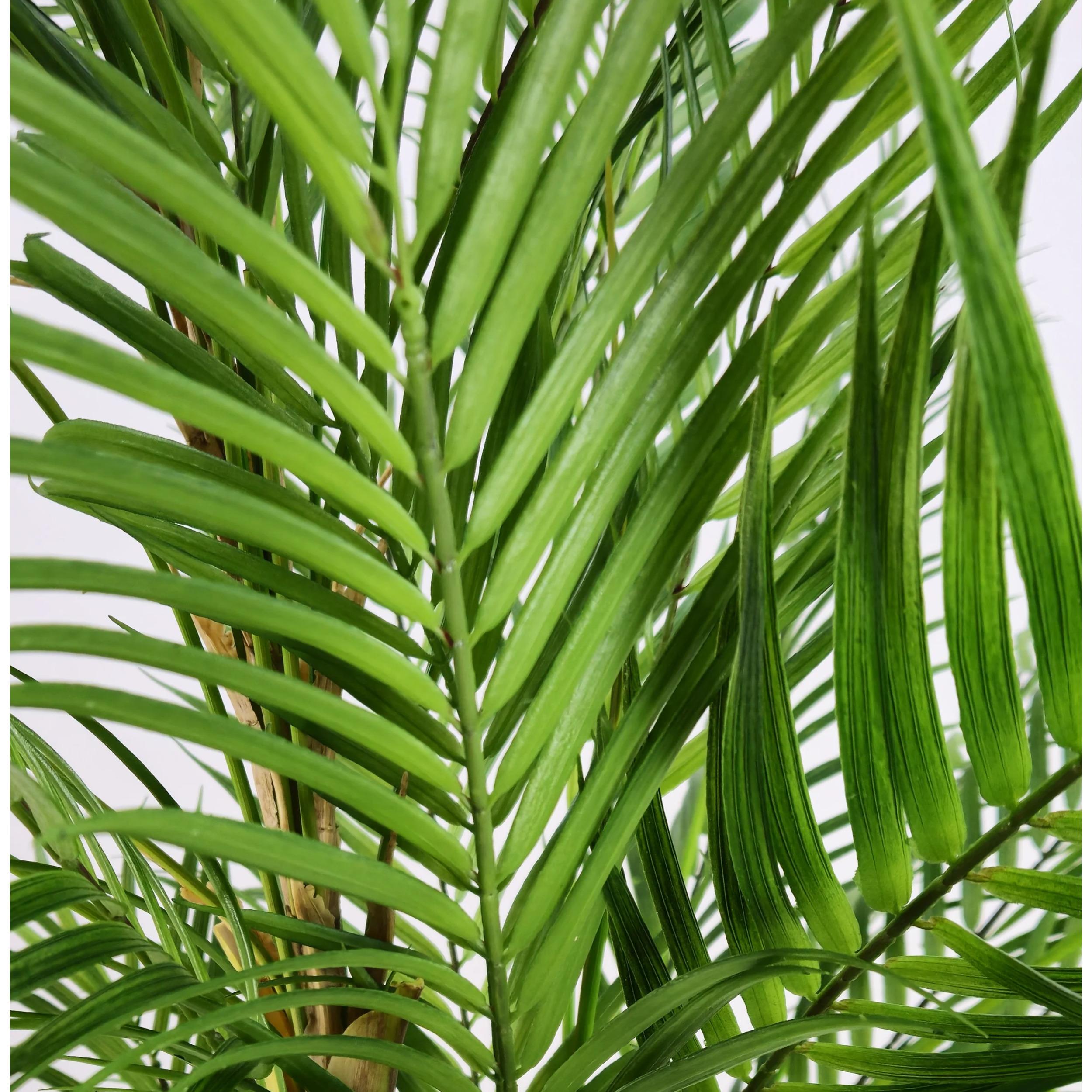 Pianta Artificiale Palma Areca 210 cm per interno ed esterno