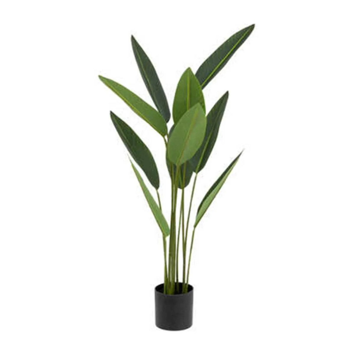 Plante oiseau de paradis dana 97cm