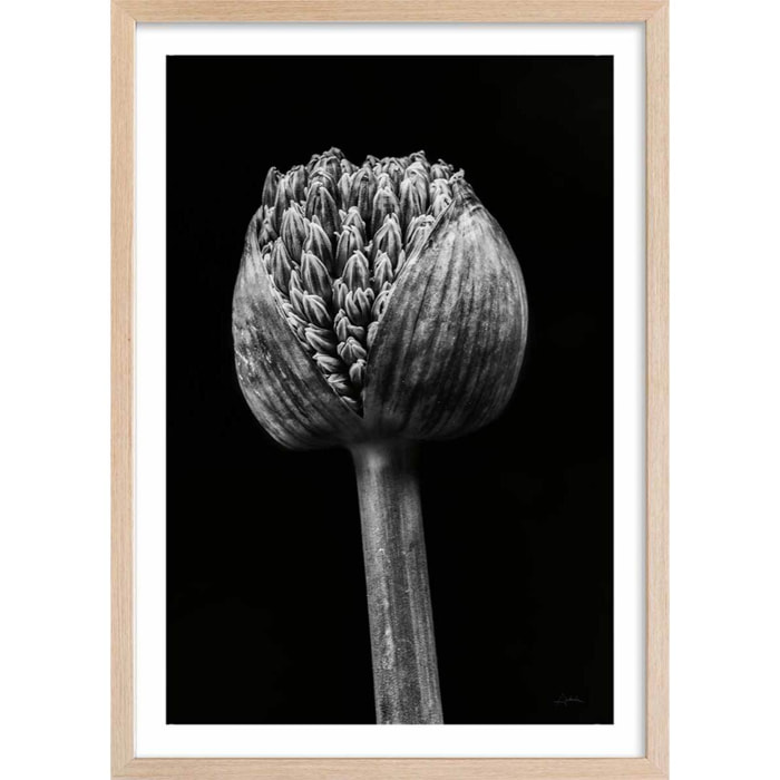 Poster tropical spring palm Affiche + cadre en bois - Chêne