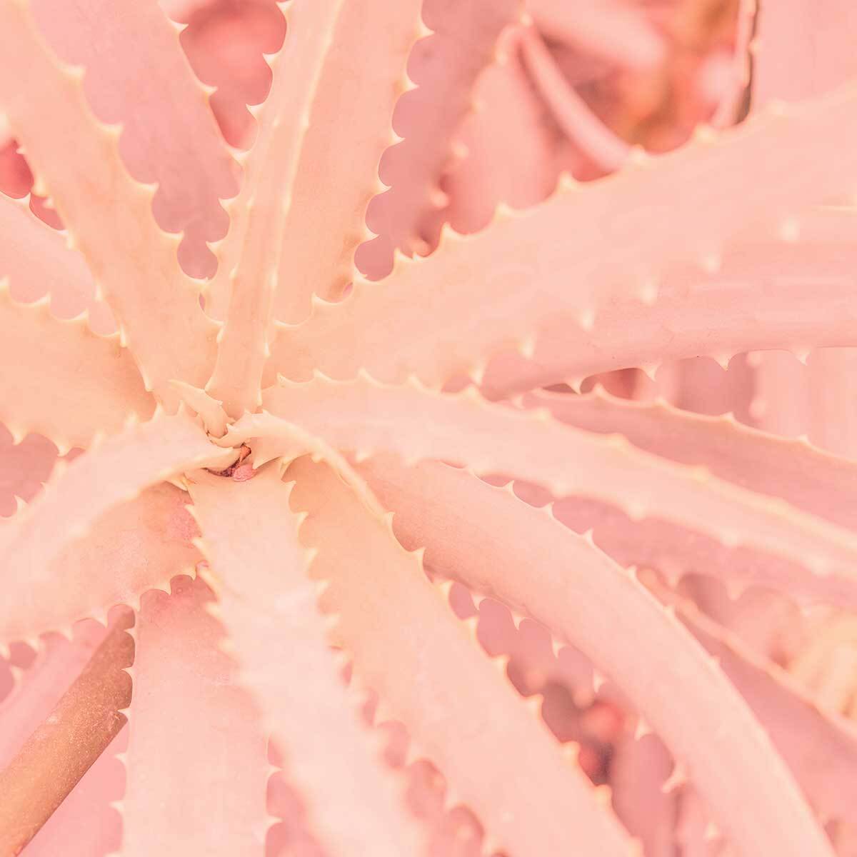 Affiche cactus rose art Affiche + cadre en bois - Chêne