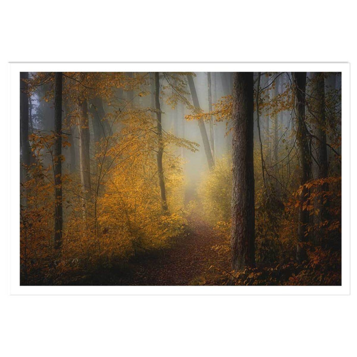 Affiche l'arbre et l'automne rouge Affiche seule