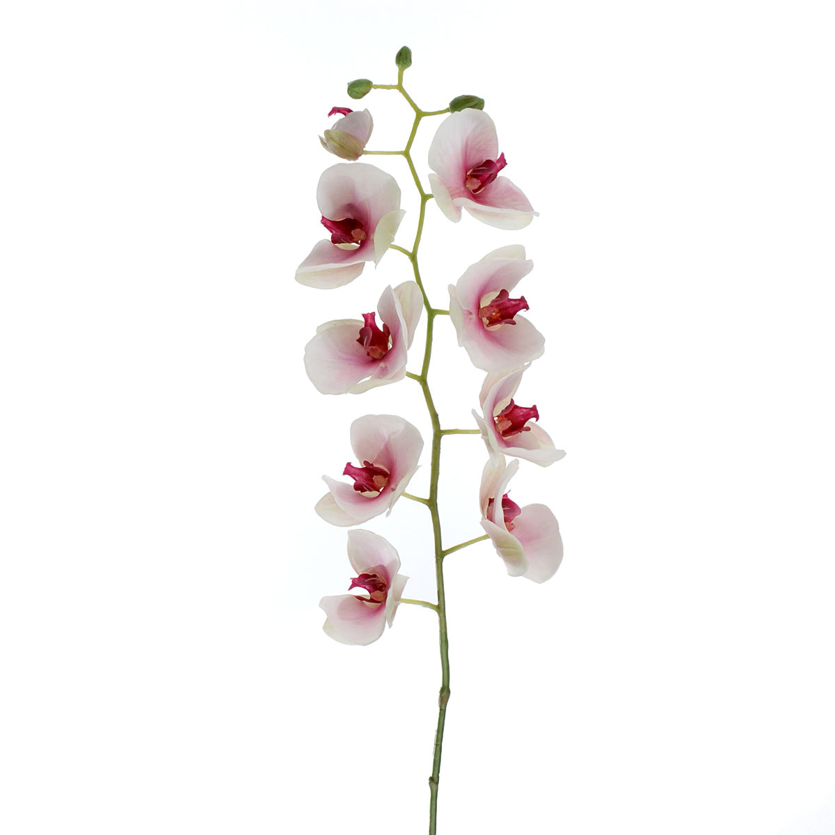 Phalaenopsis. Altezza 95 Cm - Pezzi 1 - 17X95X10cm - Colore: Bianco - Bianchi Dino - Fiori Artificiali