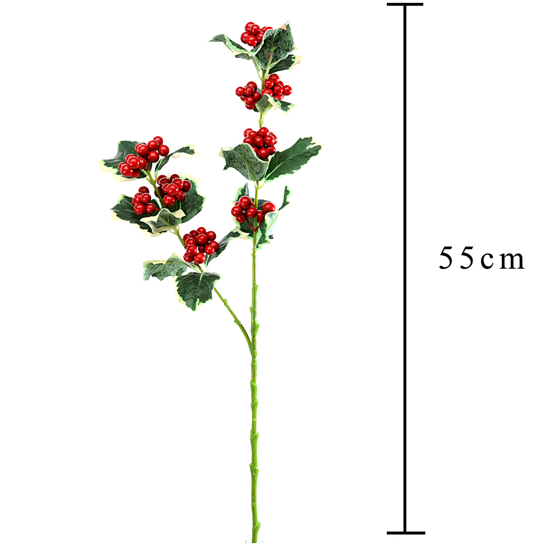 Agrifoglio - Pezzi 24 - 20xH55x6cm - Bianchi Dino SpA