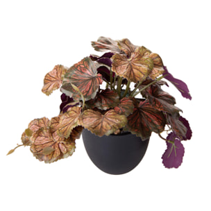 Heuchera In Vaso 20 Cm - Pezzi 4 - 10X20X10cm - Colore: Altro - Bianchi Dino - Piante Verdi In Vaso