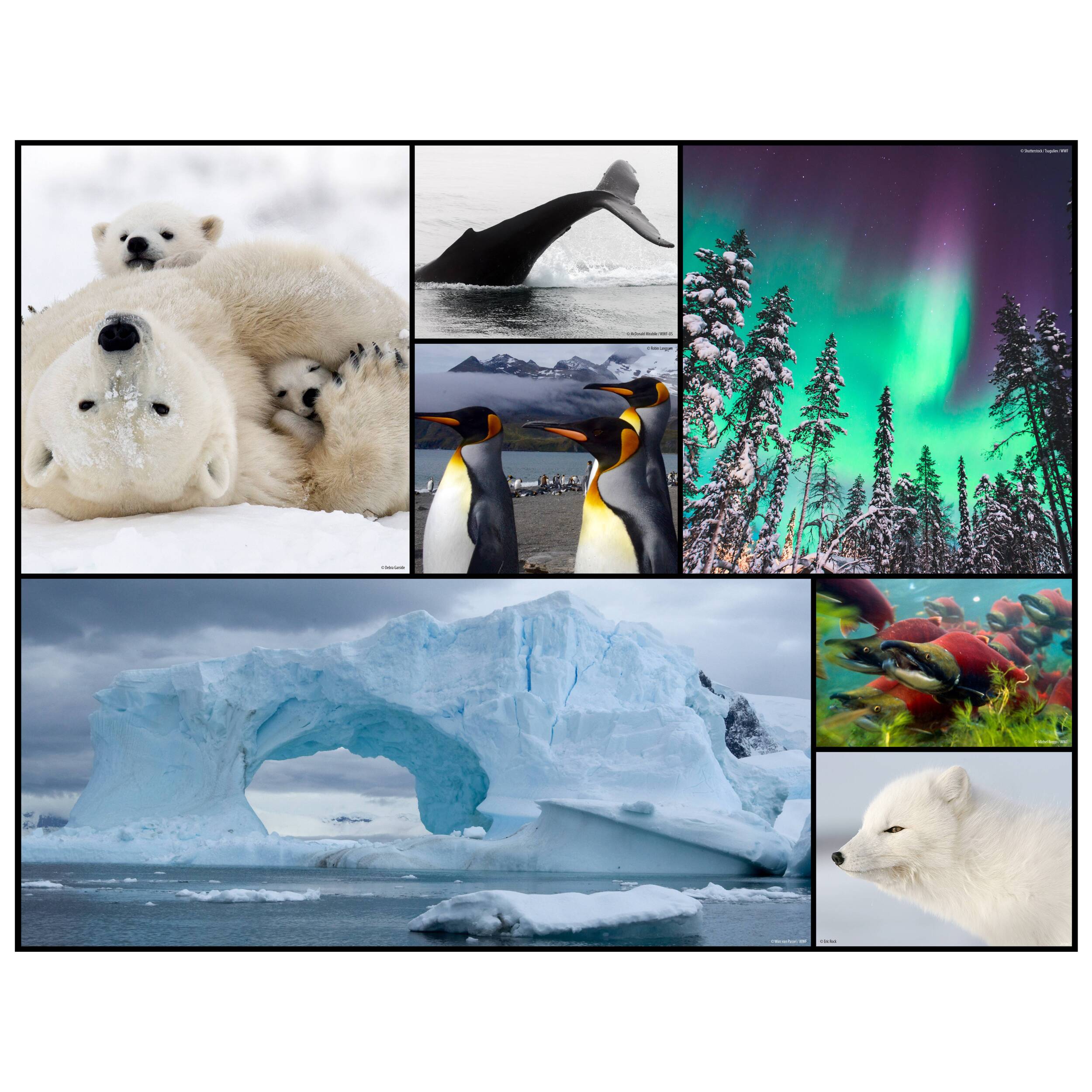 WWF ROMPECABEZAS - REGIONES POLARES 48 PIEZAS