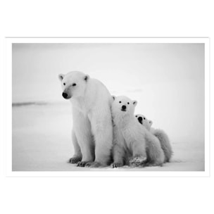 Affiche animaux family polar bear Affiche seule