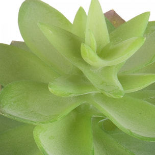 Echeveria Cactus. Altezza 21 Cm - Pezzi 6 - 15X21X10cm - Colore: Verde - Bianchi Dino - Piante Artificiali