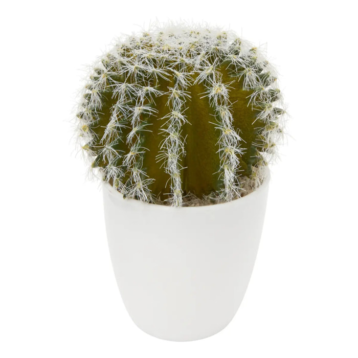 Plante succulente & cactus H18cm