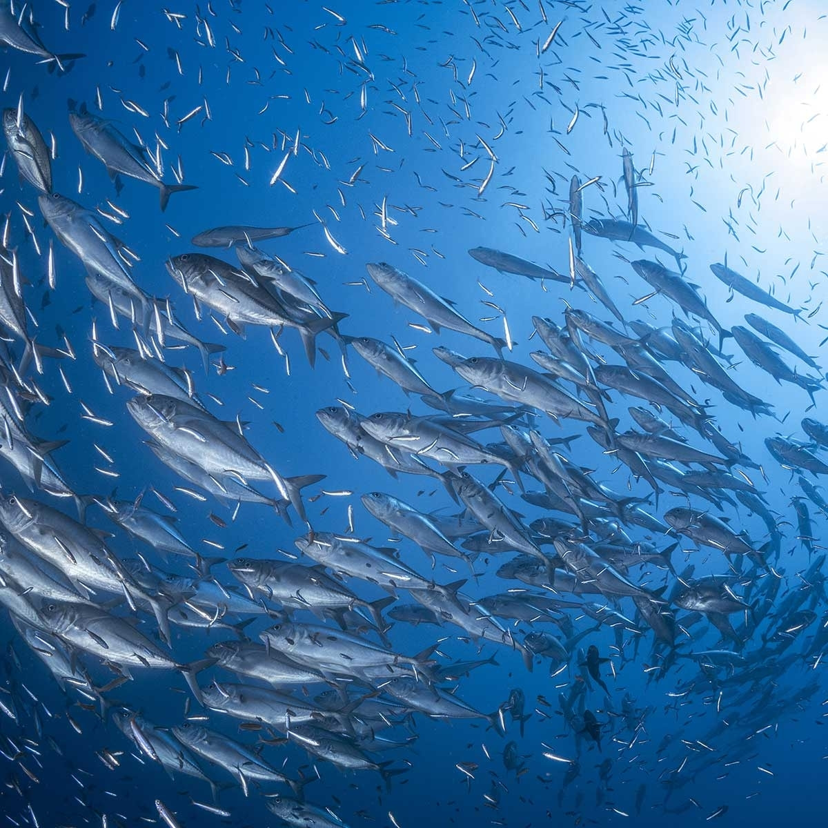 Affiche poisson Carangue Affiche sous cadre bois