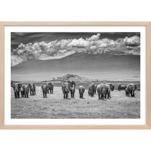 Affiche mysterieux voyage des éléphants Affiche + cadre en bois - Chêne