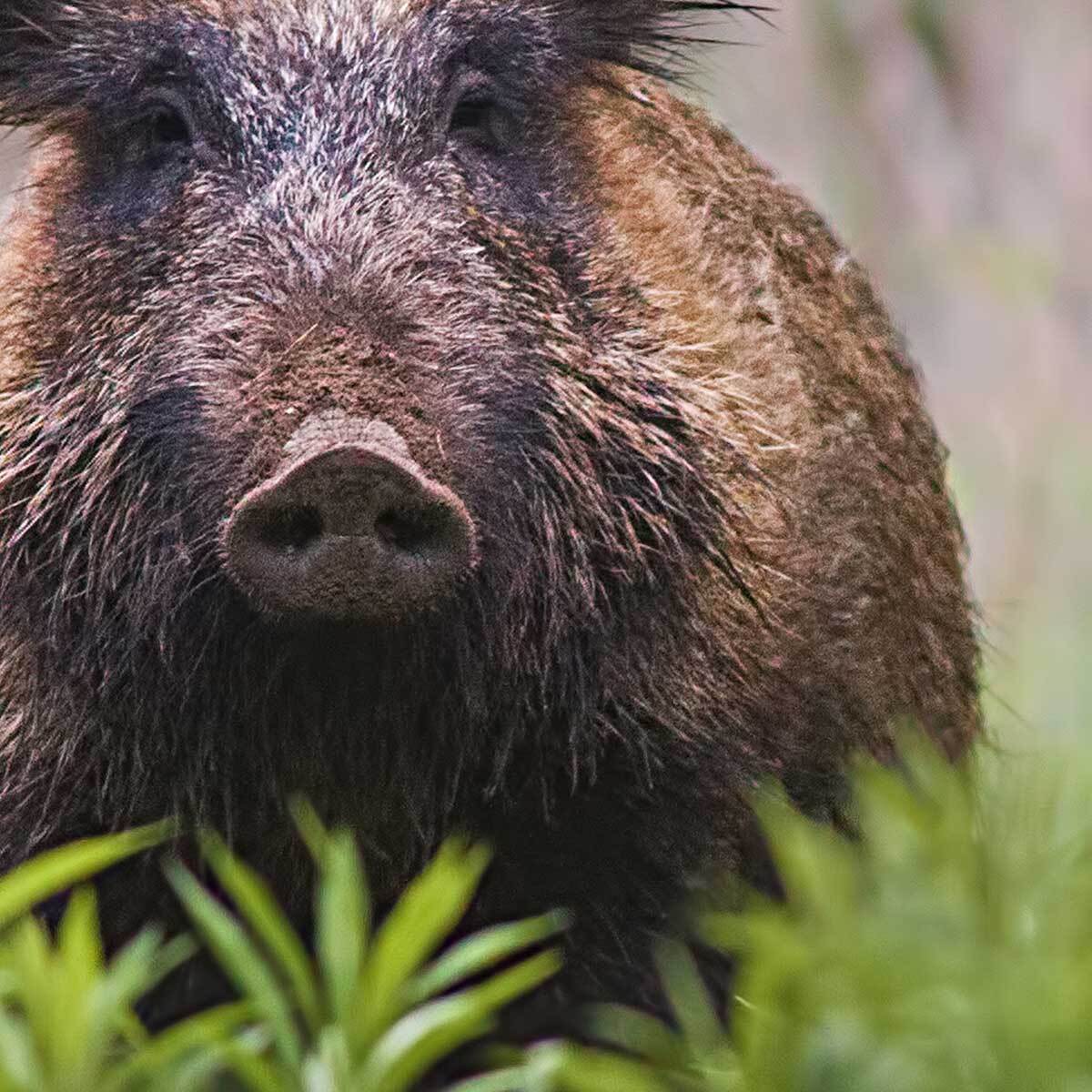 Tableau sanglier sauvage dans la forêt verdoyante Toile imprimée