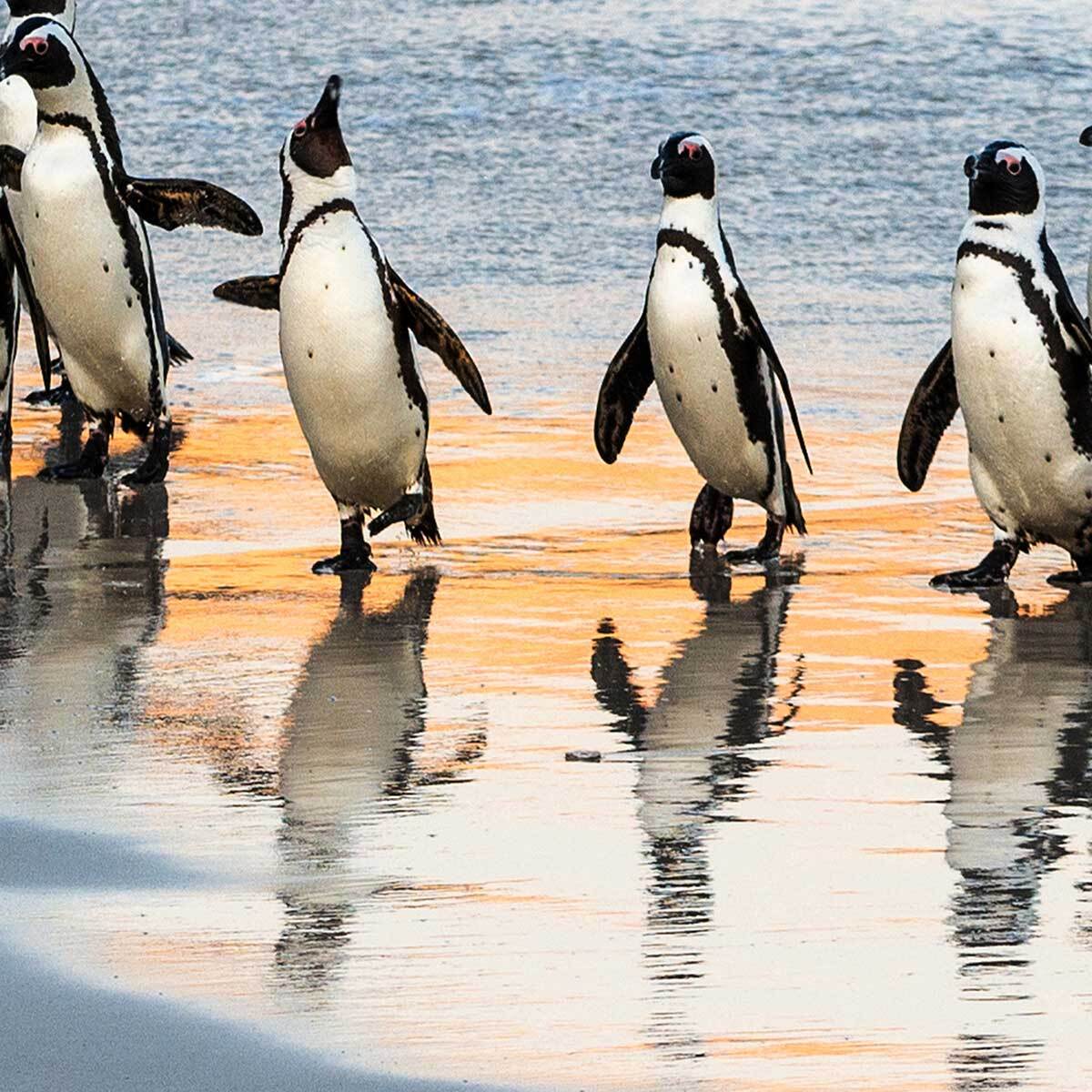 Affiche encadrée manchots sur la plage Affiche + cadre en métal - Noir