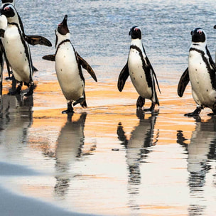 Affiche encadrée manchots sur la plage Affiche + cadre en métal - Noir