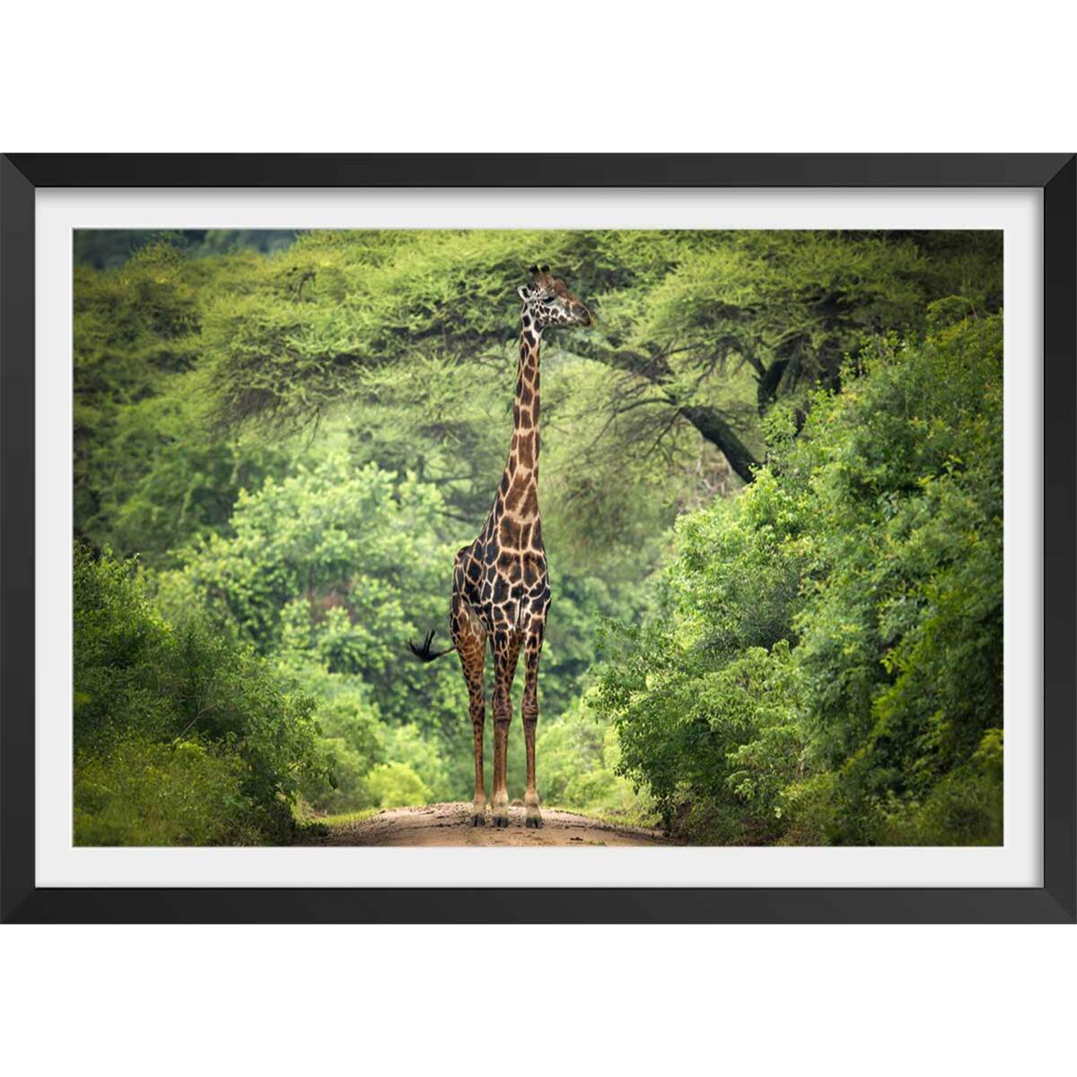 Affiche Girafe inattendue Affiche + cadre en bois - Noir