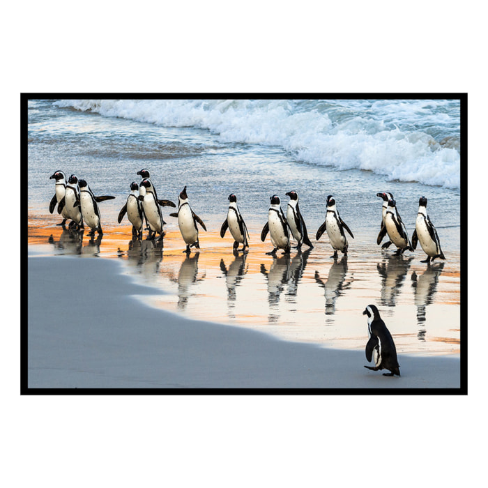 Affiche encadrée manchots sur la plage Affiche + cadre en métal - Noir