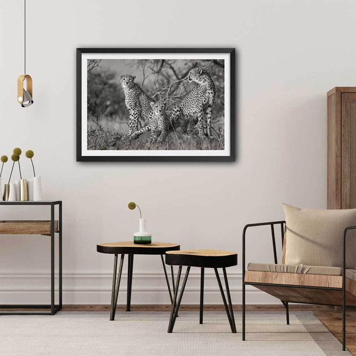 Affiche animaux 3 petits chats Affiche + cadre en bois - Noir