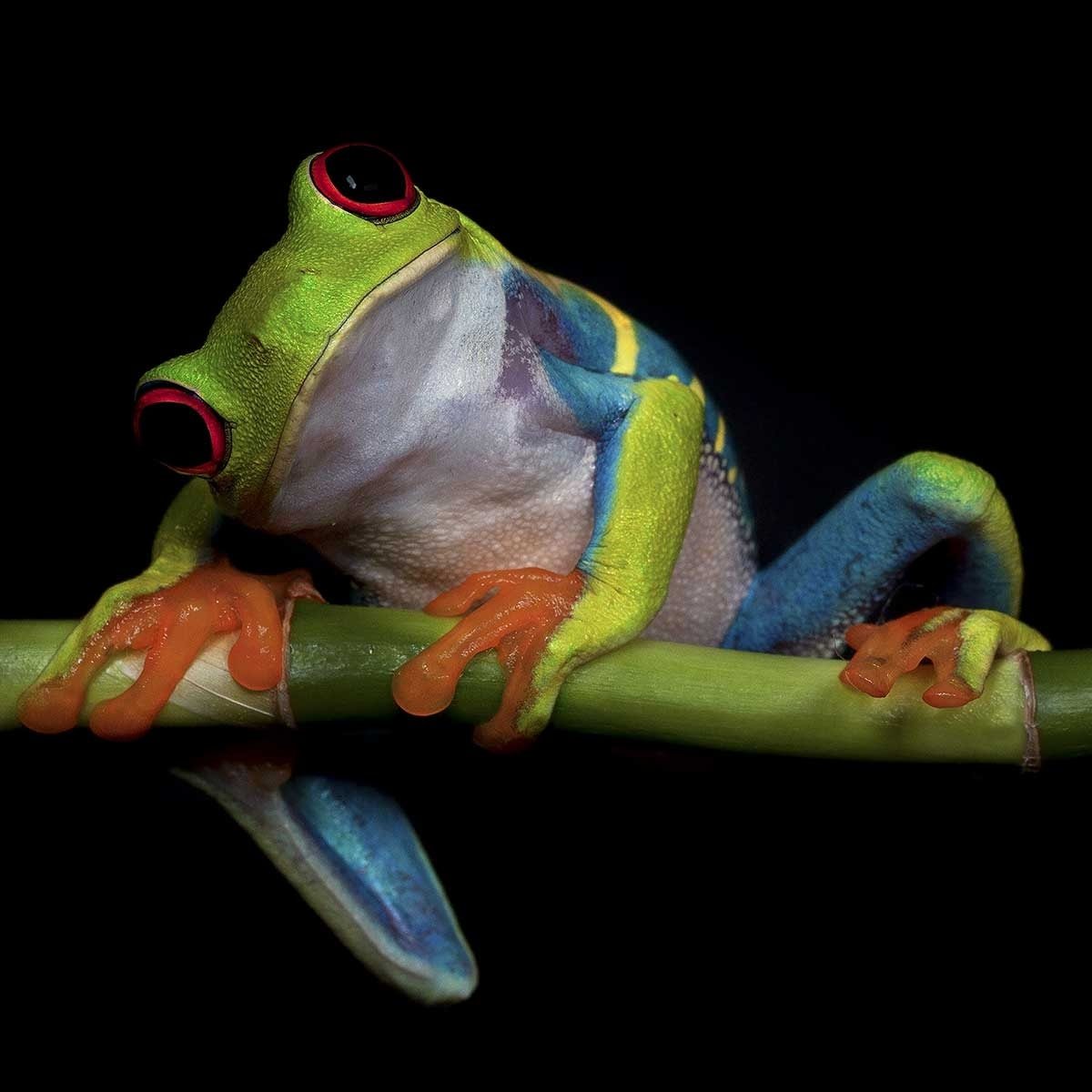 Tableau animaux Grenouille Tableau plexiglas