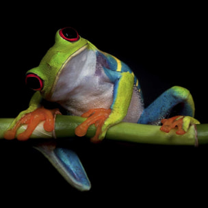 Tableau animaux Grenouille Tableau plexiglas