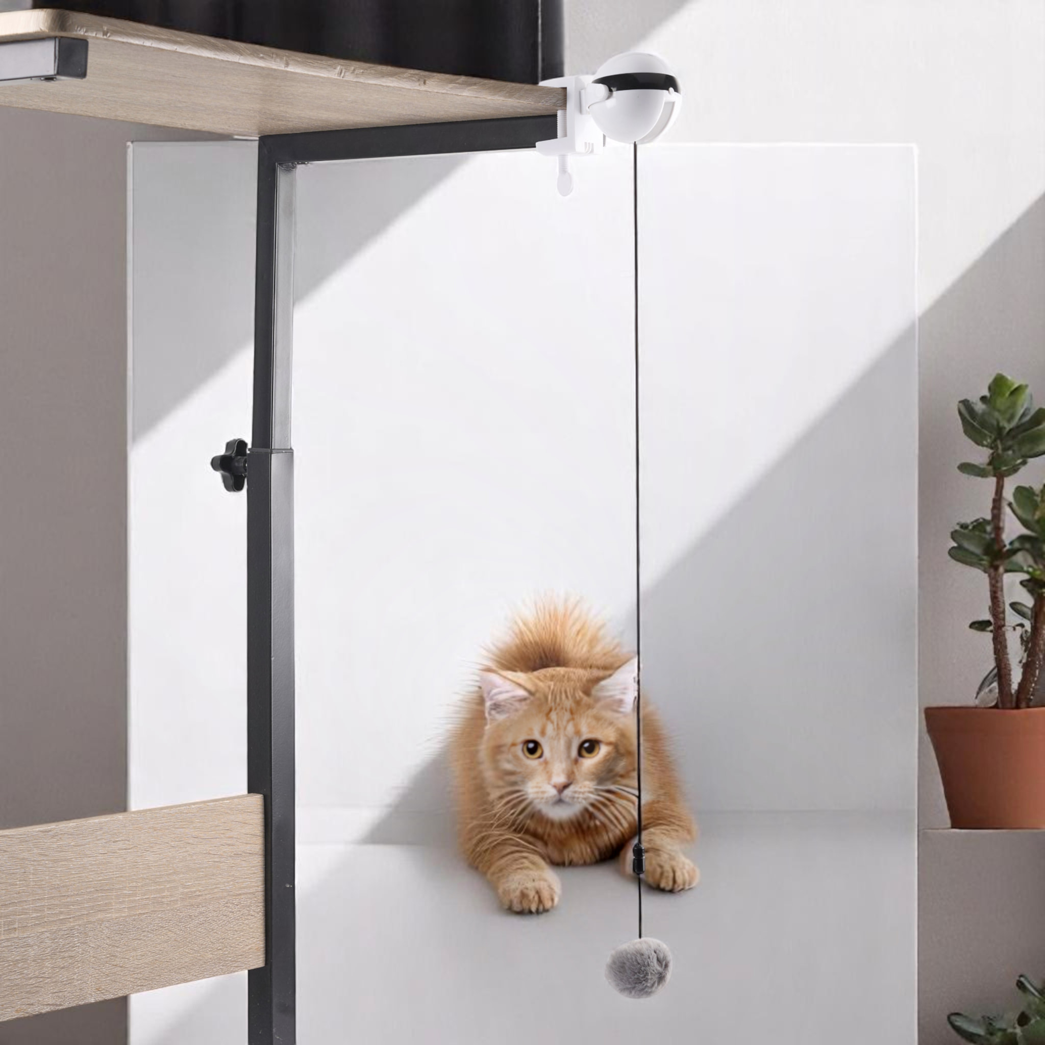 Jeu Interactif Pour Chat A Visser Chat'scenseur