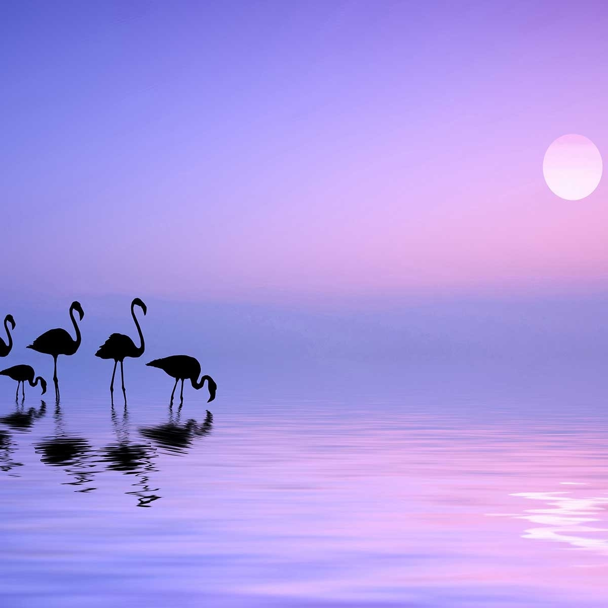 Tableau animaux Morning Flamingo Tableau alu Dibond