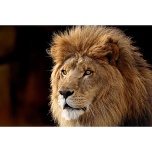 Tableau lion Toile imprimée