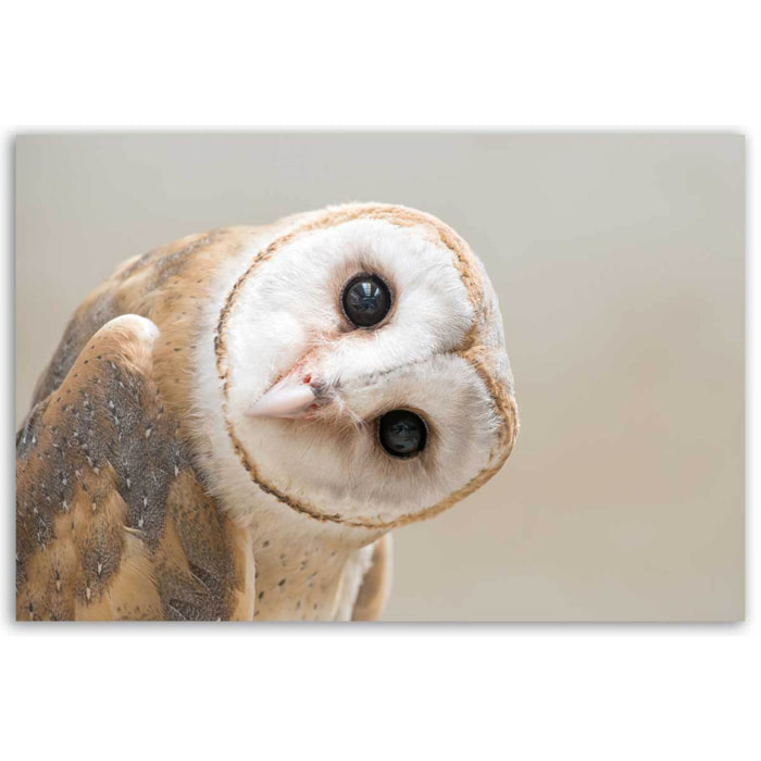 Tableau hibou élégant au regard intense Toile imprimée