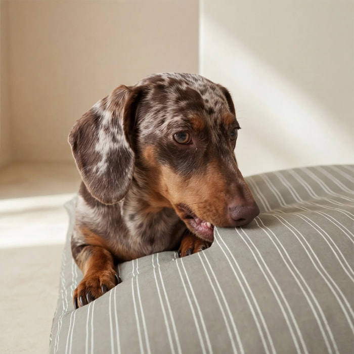 Housse antitaches pour lit pour animal Canela
