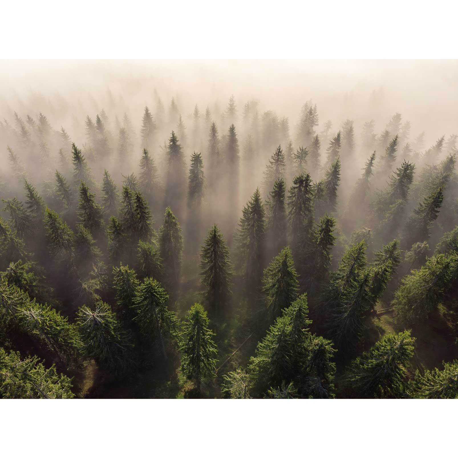 Papier peint l'armée des sapins Intissé