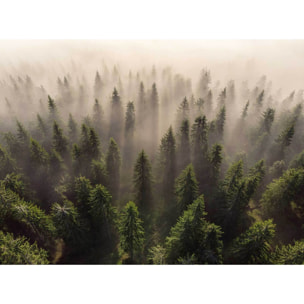 Papier peint l'armée des sapins Intissé