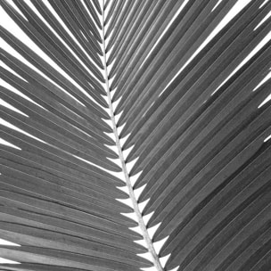 Affiche encadrée feuille de palmier noir et blanc Affiche + cadre en métal - Noir