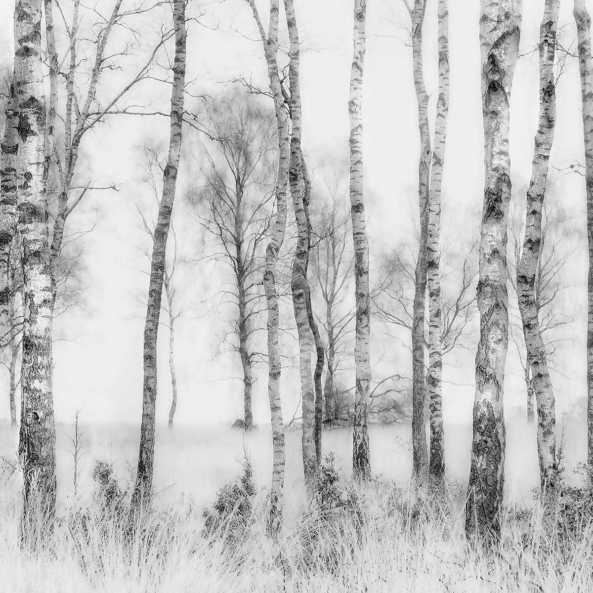 Affiche paysage bouleaux Affiche + cadre en bois - Chêne