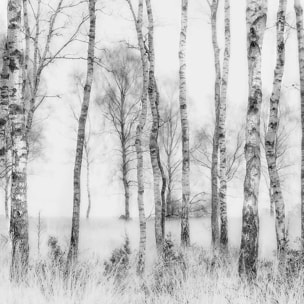 Affiche paysage bouleaux Affiche + cadre en bois - Chêne