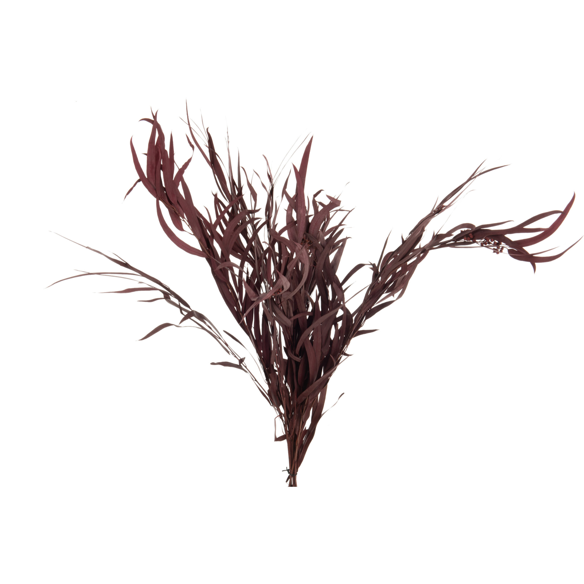 J-Line fleur sechée - bouquet Eucalyptus Sauvage - bordeaux