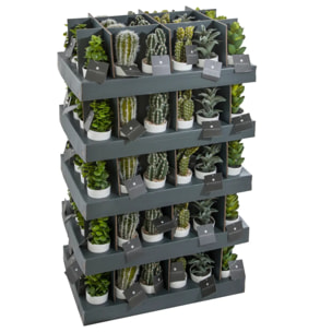 Plante succulente & cactus H18cm