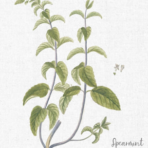 Tableau fleurs menthe verte illustrée Toile imprimée