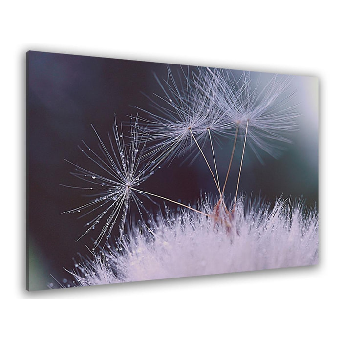 Tableau fleurs dandelion seeds Toile imprimée