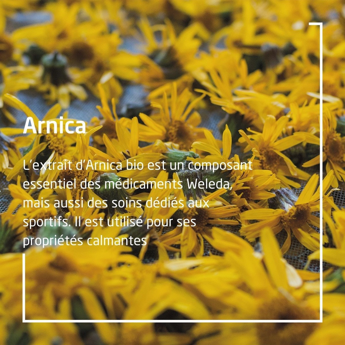 WELEDA - LOT Huile de massage Arnica 2x200ml + 1x100ml - Vegan* - Certifié Natrue**- Flacon 200ml et Flacon pompe 100ml