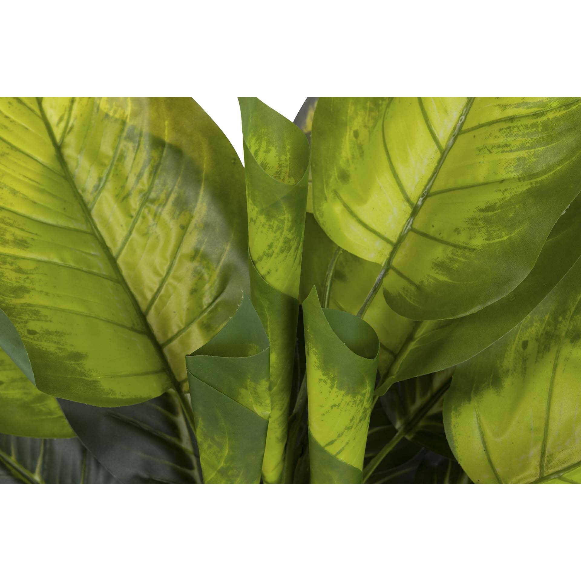 Planta Dieffenbachia Con Maceta 65x65x113 Cm