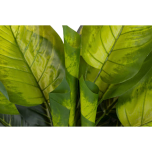 Planta Dieffenbachia Con Maceta 65x65x113 Cm