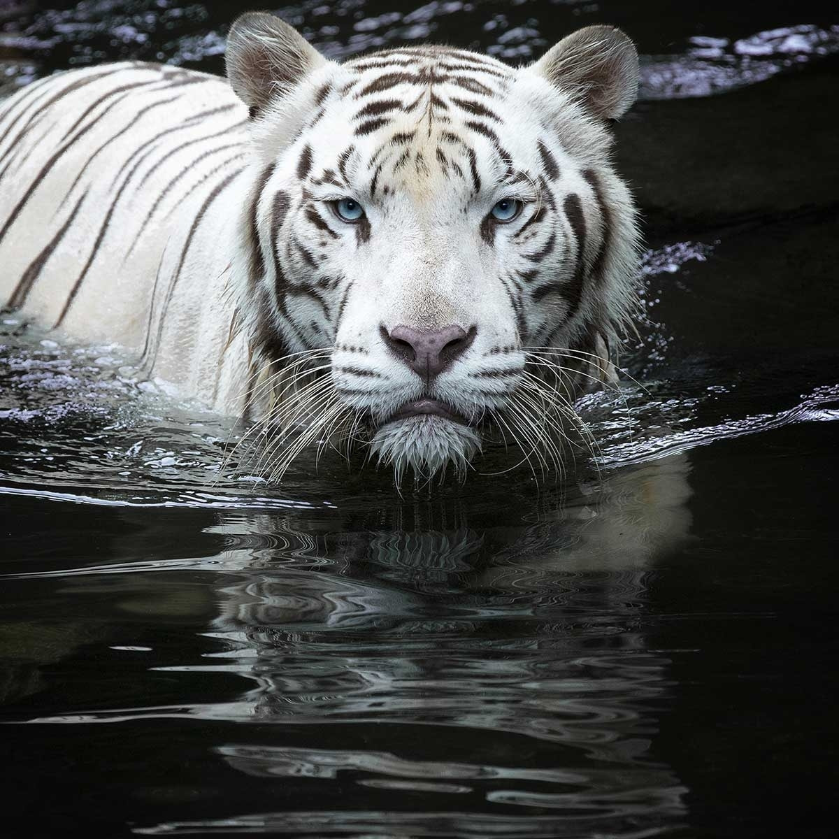 Tableau tigre Regarde moi Tableau alu Dibond