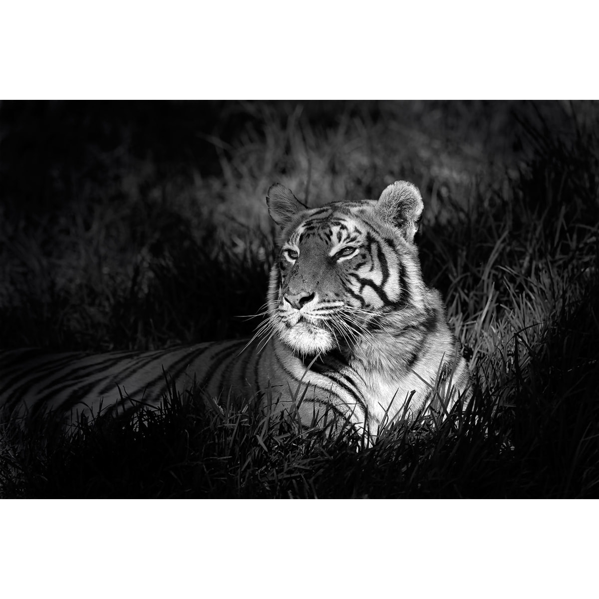 Tableau tigre Tableau plexiglas